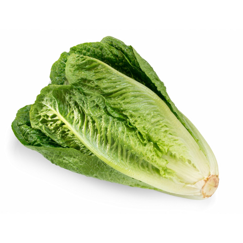 کاهو شیرین